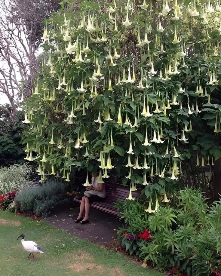 a woman sitting on a bench in front of a tree with flowers hanging from it