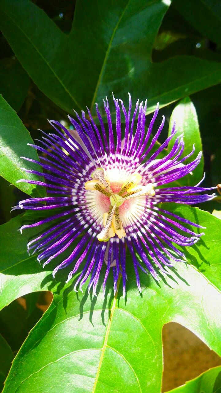 a purple flower with green leaves in the background