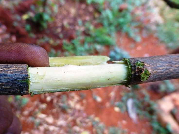 a person holding a piece of wood in their hand