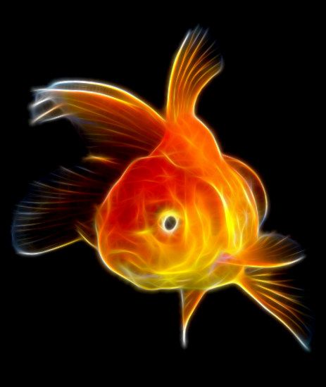 an orange and yellow fish on a black background with some light coming from it's eyes