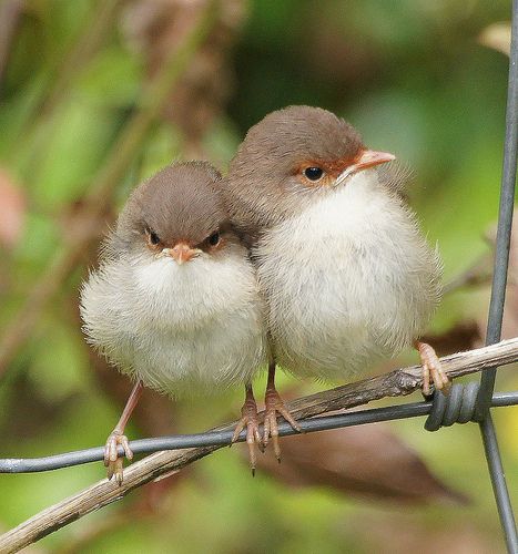 two small birds sitting on top of a wire fence