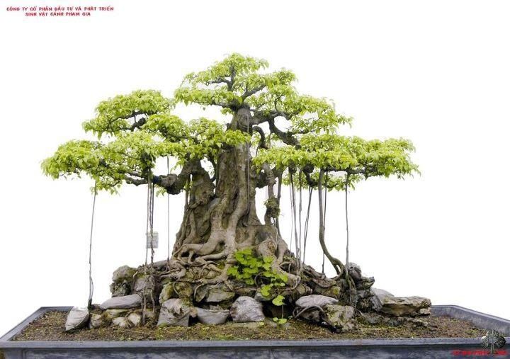 the bonsai tree is growing on top of some rocks