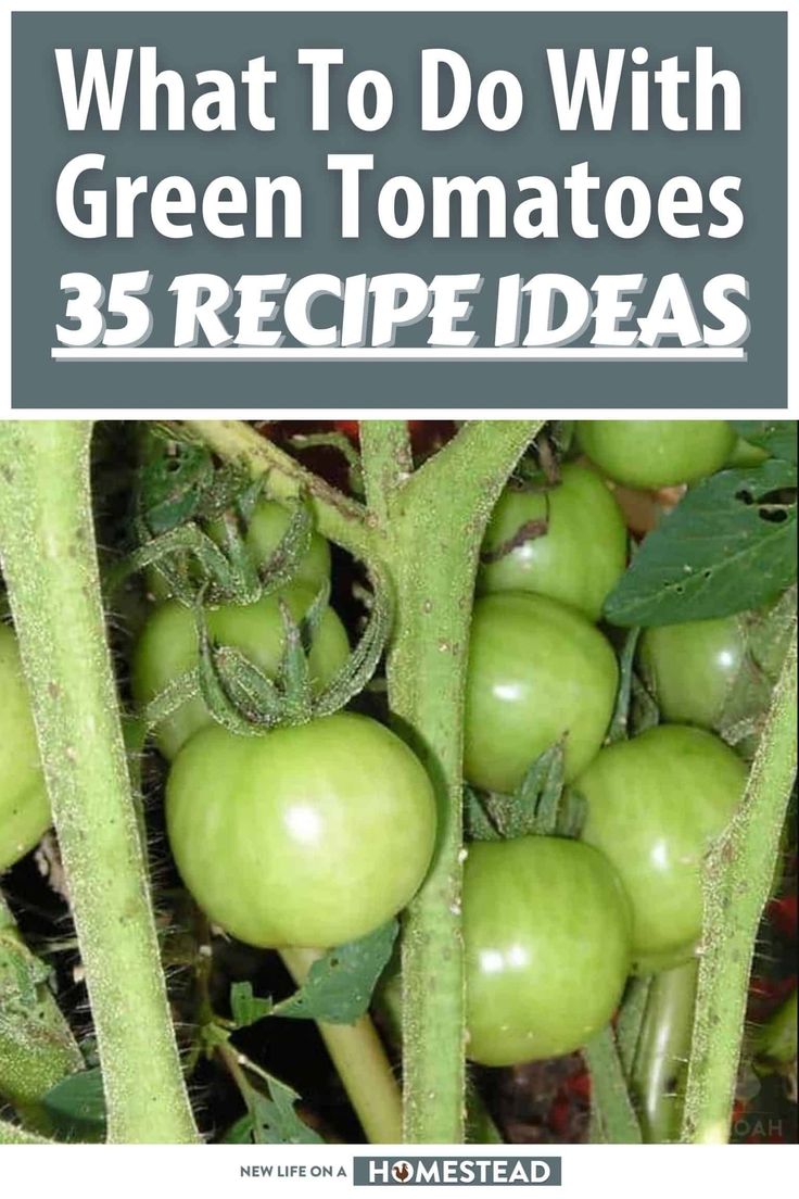 what to do with green tomatoes 35 recipe ideas for the garden and backyard by homestead