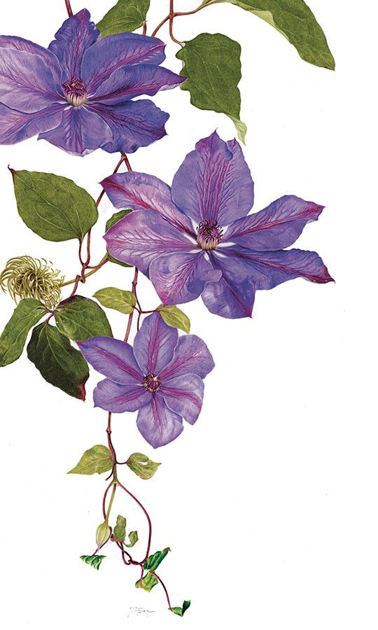 a painting of purple flowers with green leaves