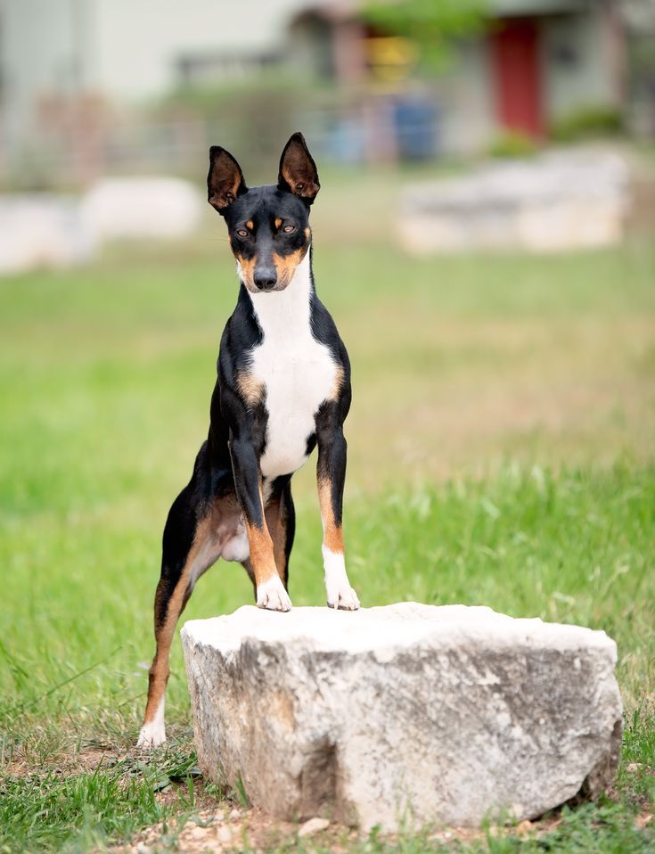 a small dog standing on top of a rock in the middle of a grass field