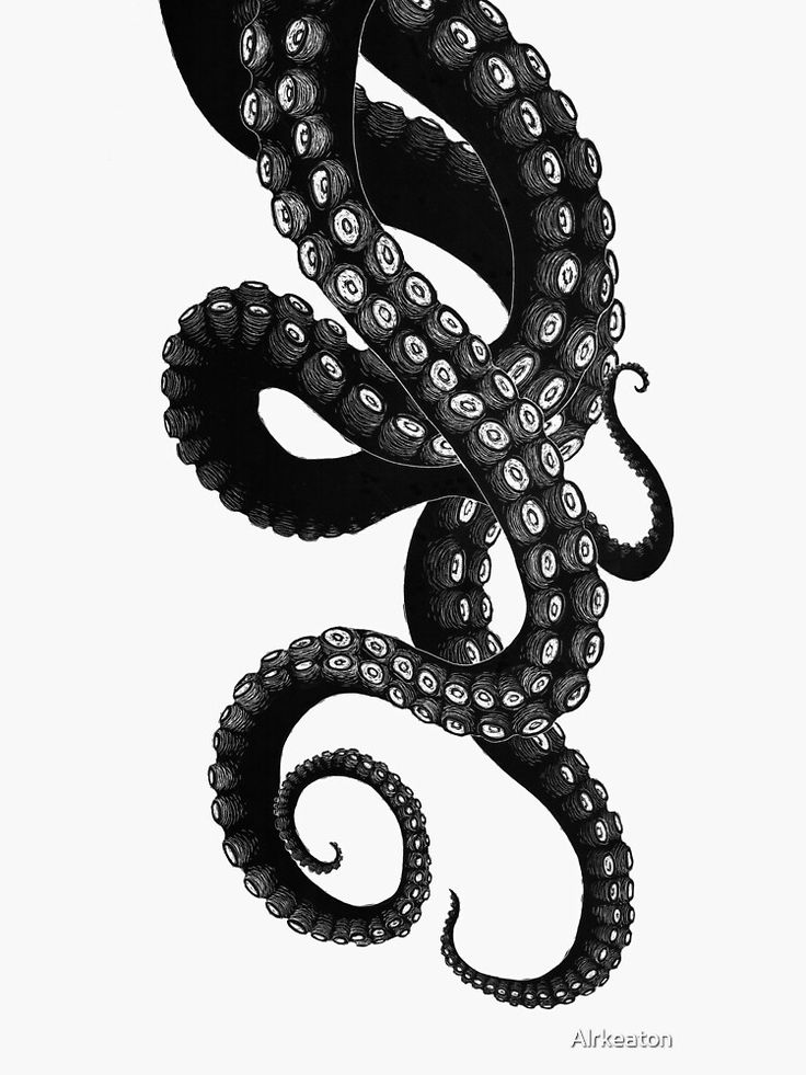 an octopus is shown in black and white, with the tentacles curled up to it's sides