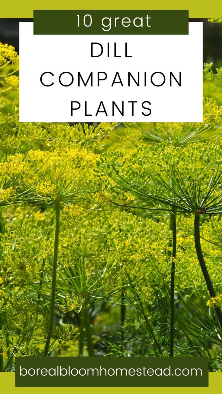 the words, 10 great dill companion plants