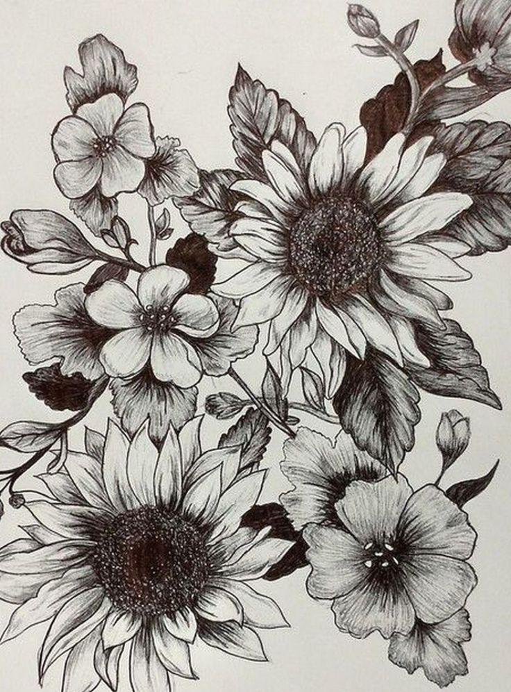 black and white drawing of sunflowers with leaves on the bottom right hand side