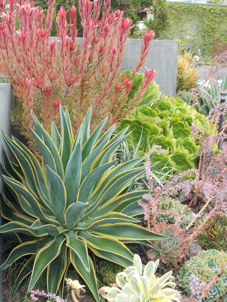 an assortment of plants in a garden with concrete blocks behind them and red flowers on the side