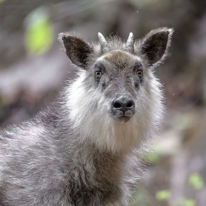 Japanese Serow / Saro du Japon / Image by yosomono.photography (Michel Godimus) from instagram Japanese Serow, Cursed Animals, Japanese Wildlife, Kingdom Animalia, Animal Magic, Unusual Animals, Animals Artwork, Amazing Animals, Zoology