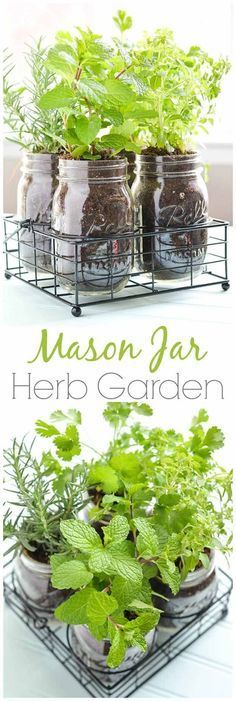 mason jar herb garden is an easy and cheap way to grow herbs in jars that you can easily use