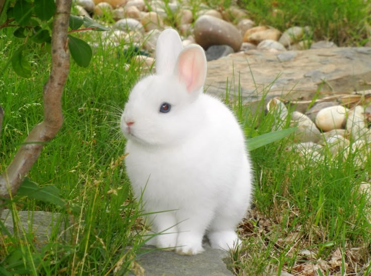 a white rabbit is sitting in the grass