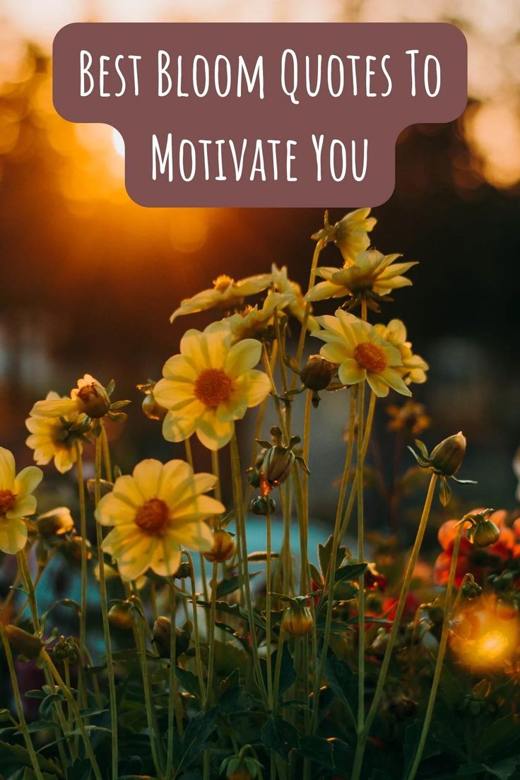 yellow flowers with the words best bloom quotes to motivate you