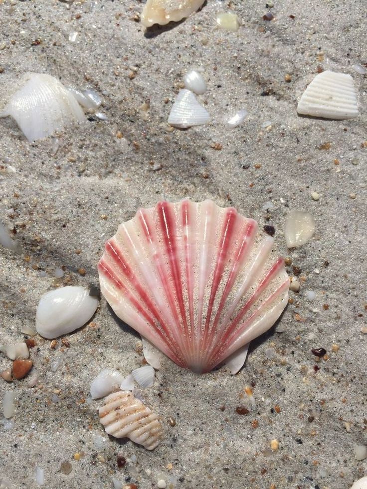 there is a shell on the sand with shells around it