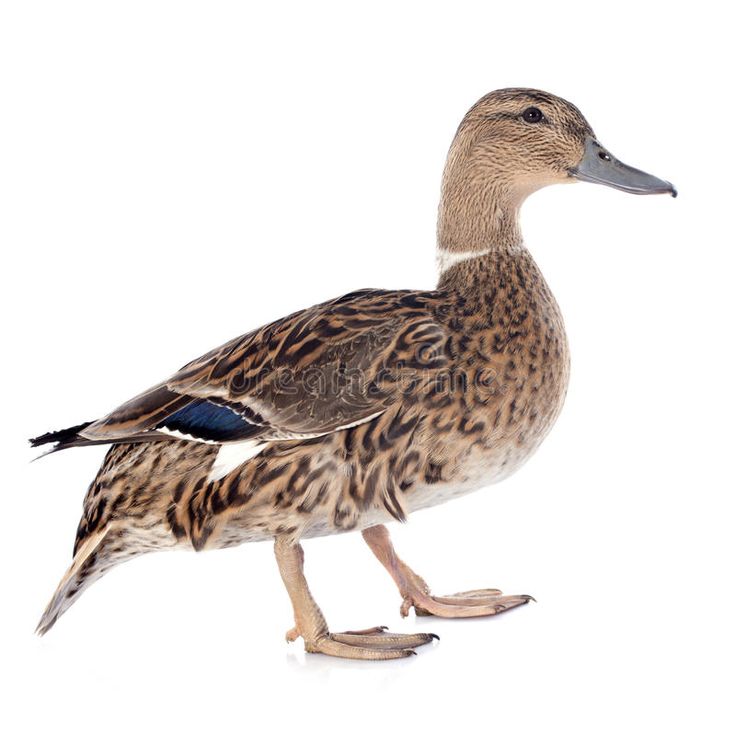 two ducks standing next to each other in front of a white background and one is looking at the camera