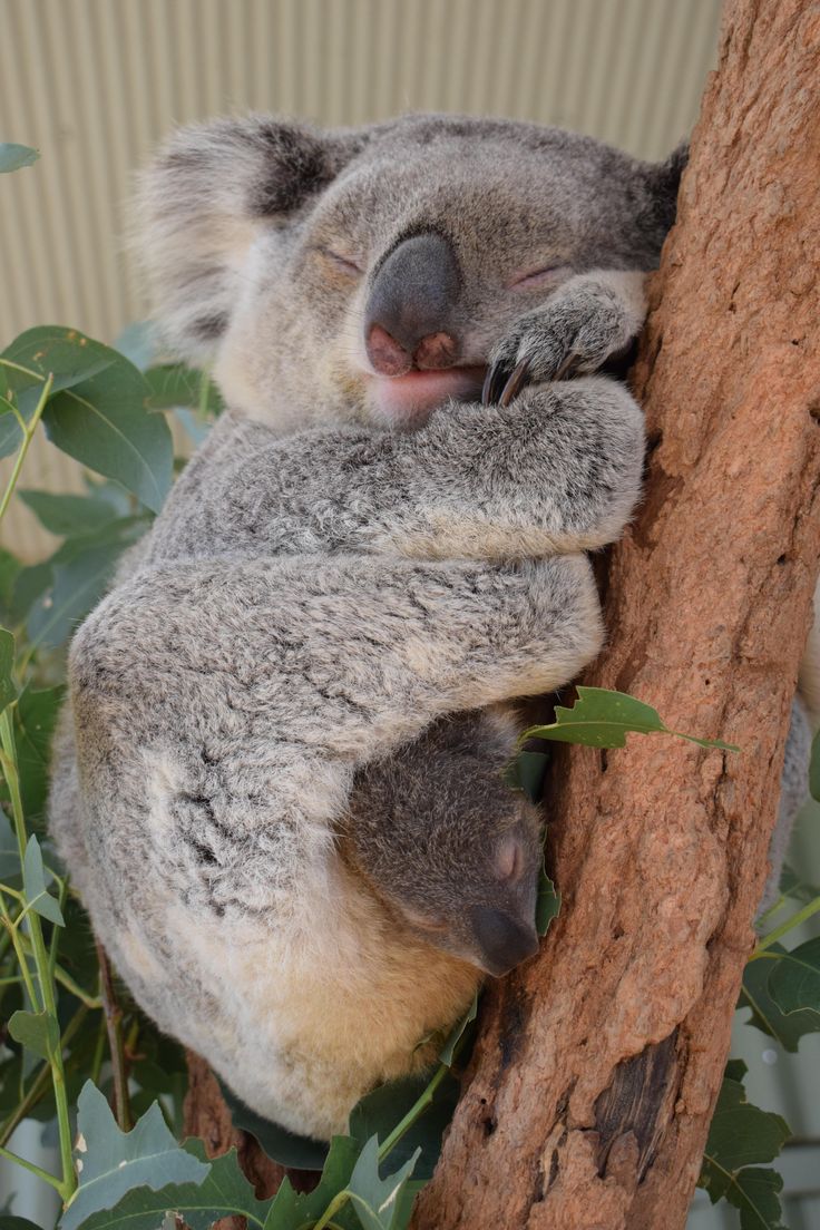 a koala sleeping in a tree with its head on it's back and eyes closed