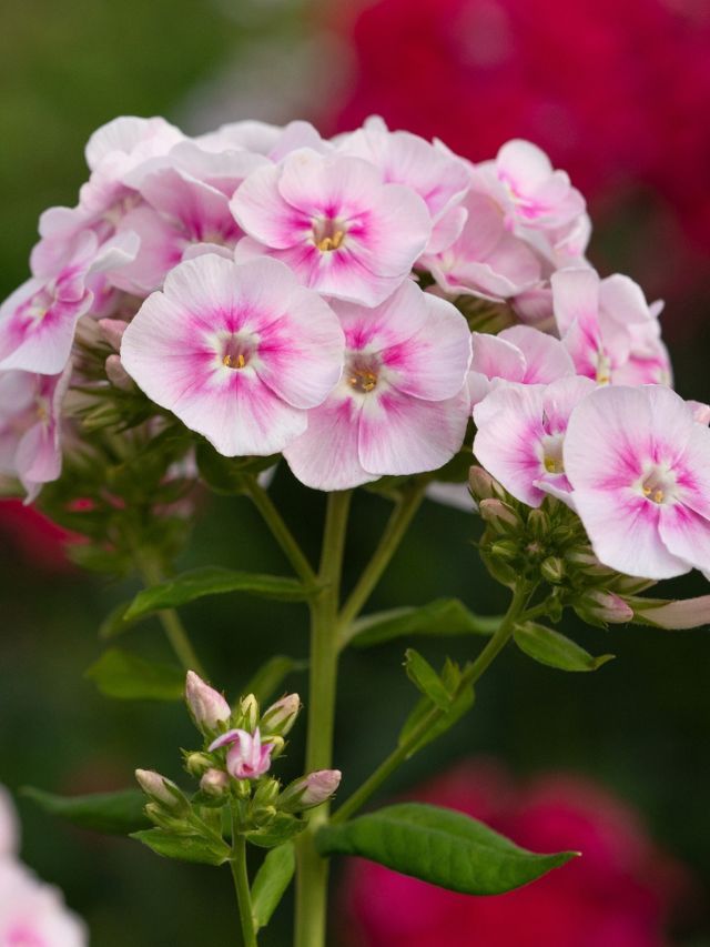 pink and white flowers are blooming in the garden