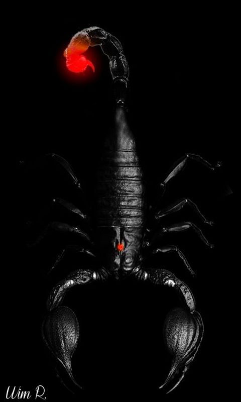 a black and white photo of a scorpion with red light on its face in the dark