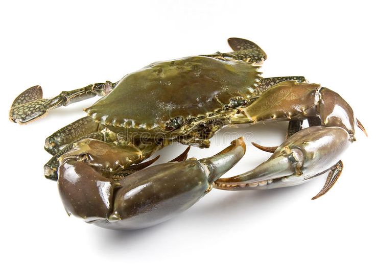 two blue crabs sitting next to each other on a white surface