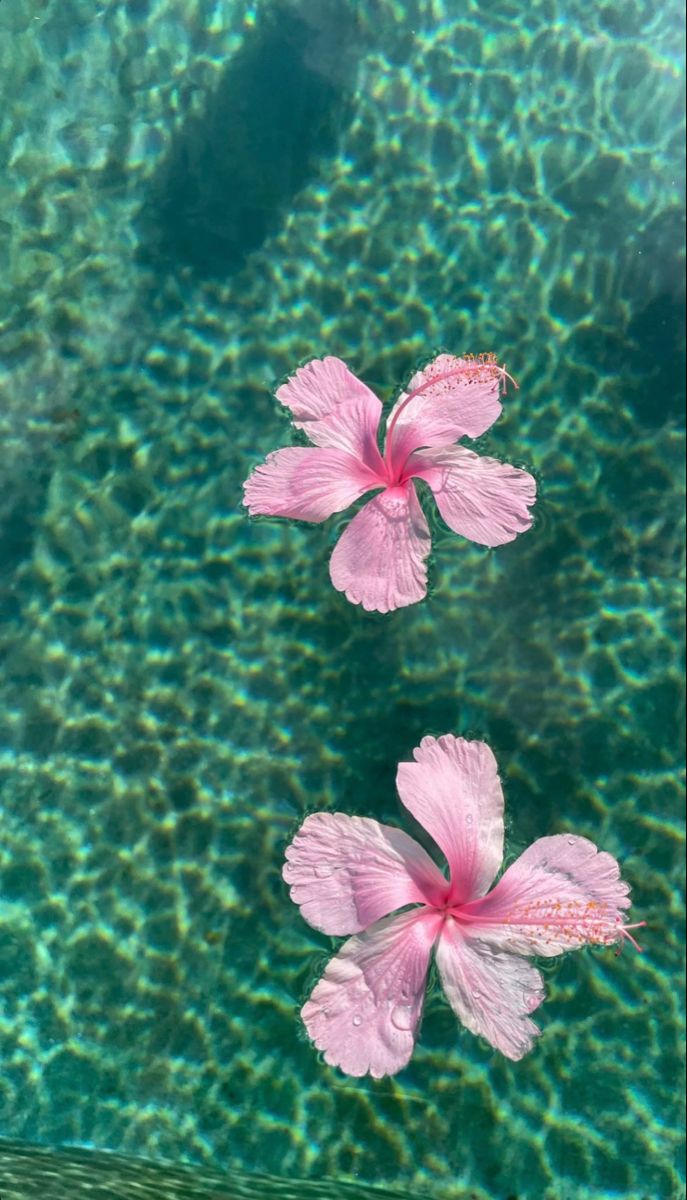 two pink flowers floating in water next to each other on the bottom of a pool