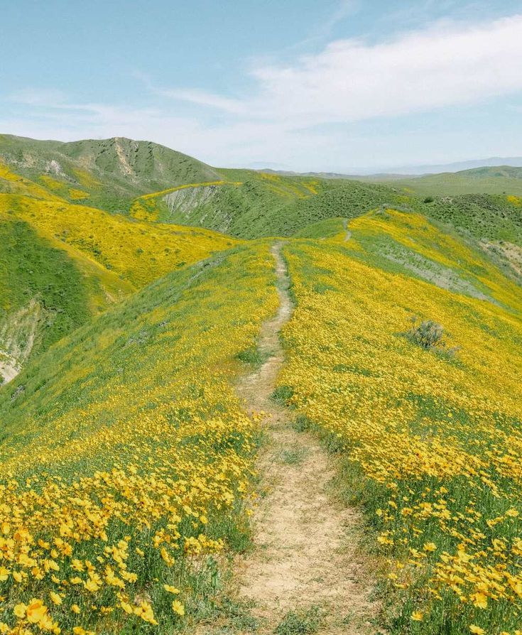 a dirt path in the middle of a field with yellow flowers on both sides and hills in the background