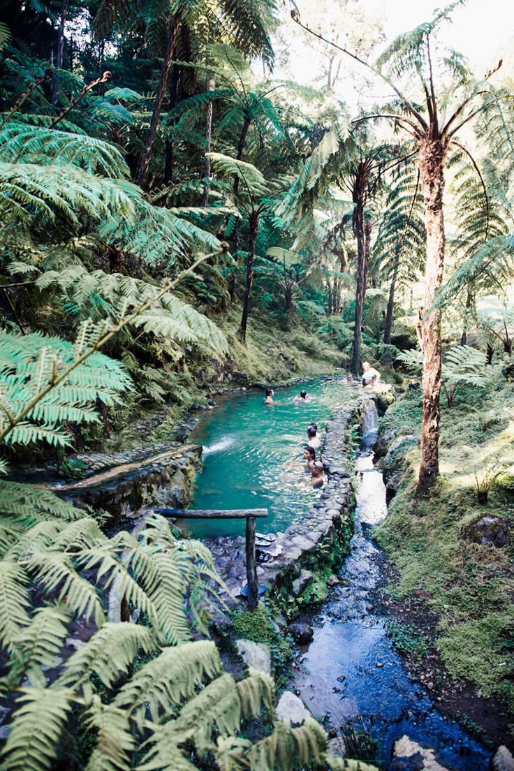 people are swimming in a small stream surrounded by trees and ferns on a sunny day