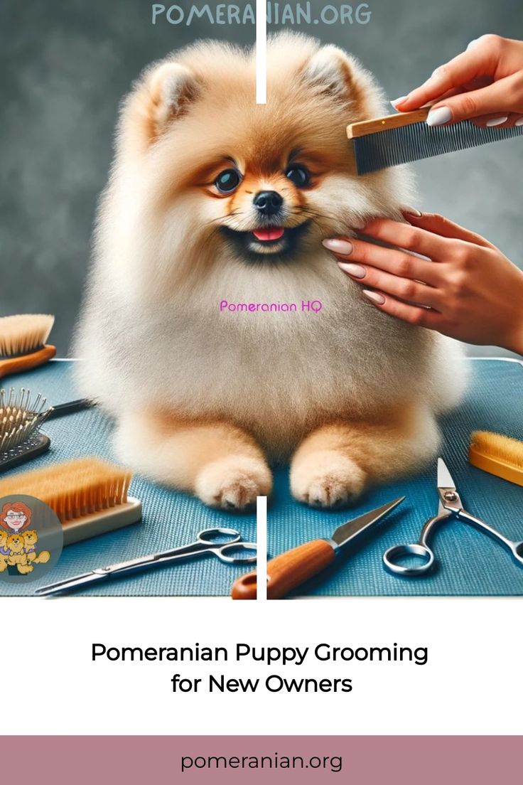 pomeranian puppy grooming for new owners