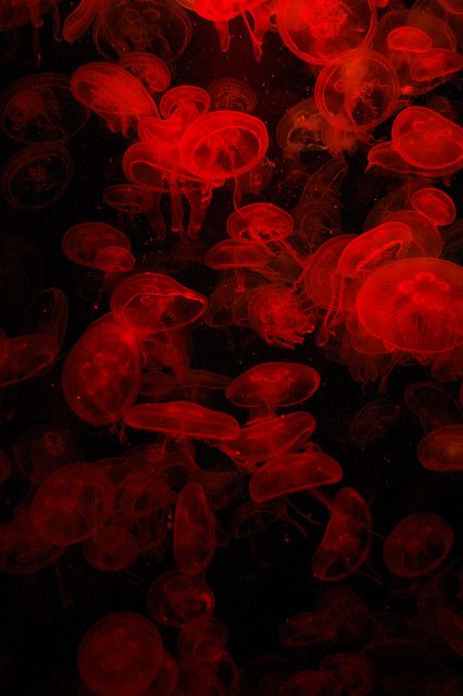 some red jellyfish floating in the water