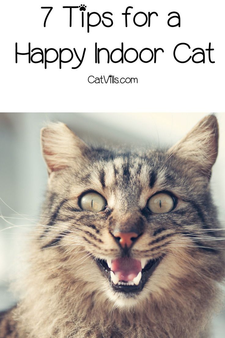 a cat with its mouth open and the words 7 tips for a happy indoor cat