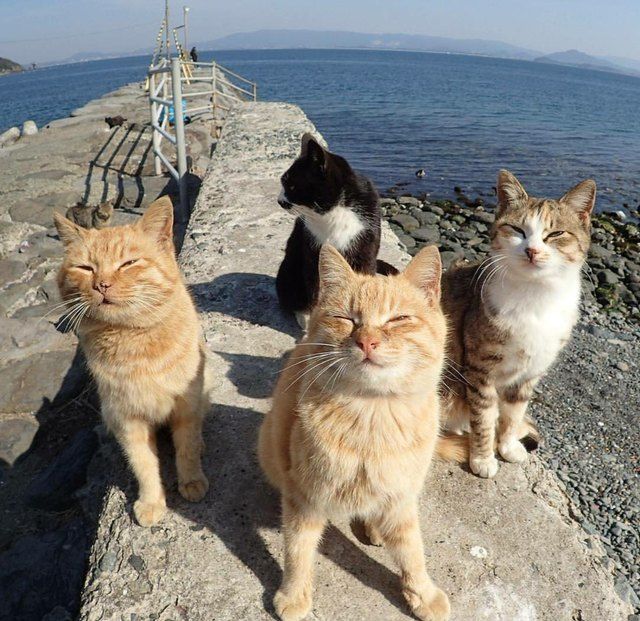 three cats sitting on top of a rock next to the ocean with their eyes closed