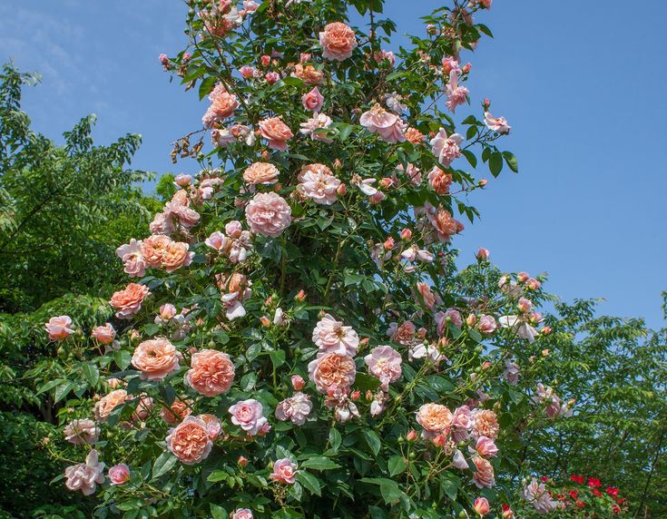 pink roses are blooming on the bush in front of blue sky and trees with green leaves