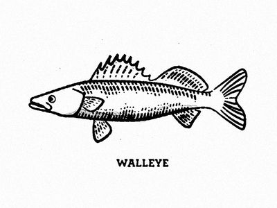 a black and white drawing of a fish with the word walleye on it's side