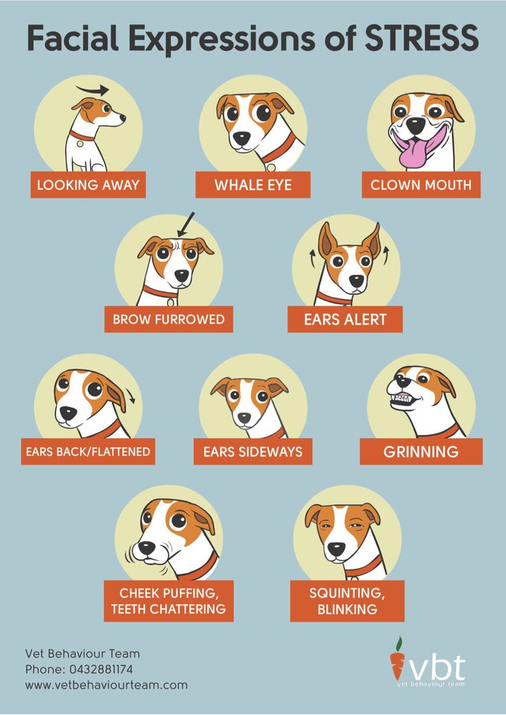 the different types of dogs that are in each type of dog's head and neck