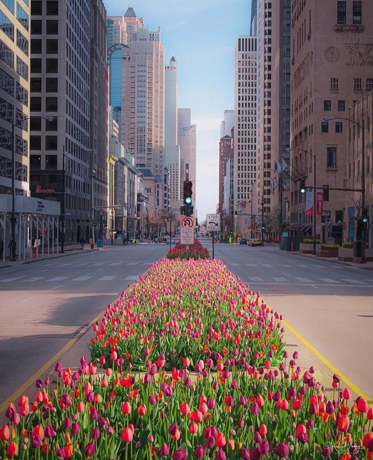 a city street with lots of tall buildings and flowers in the middle of the road