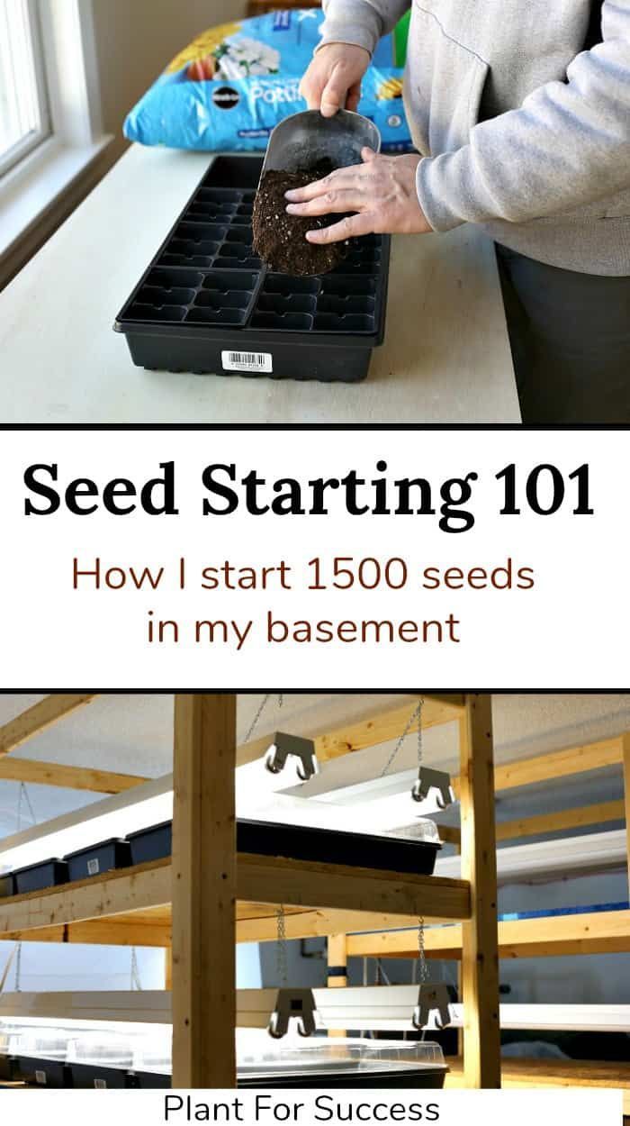 seed starting 101 how i start 1500 seeds in my basement plant for success by growing