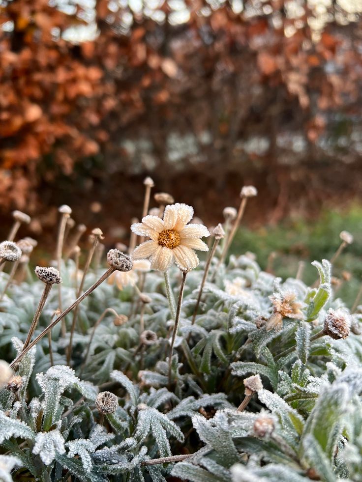 some very pretty flowers with frost on them in the grass and trees behind it,