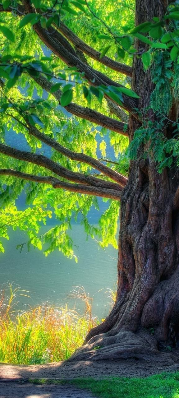 a large tree sitting in the middle of a lush green field next to a body of water