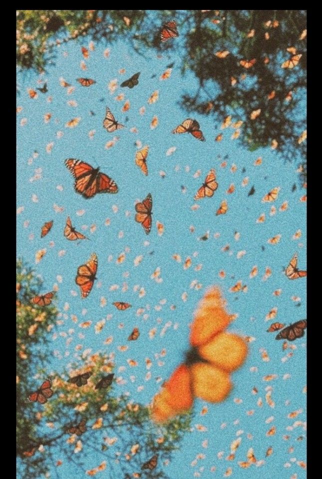 many butterflies flying in the sky above trees