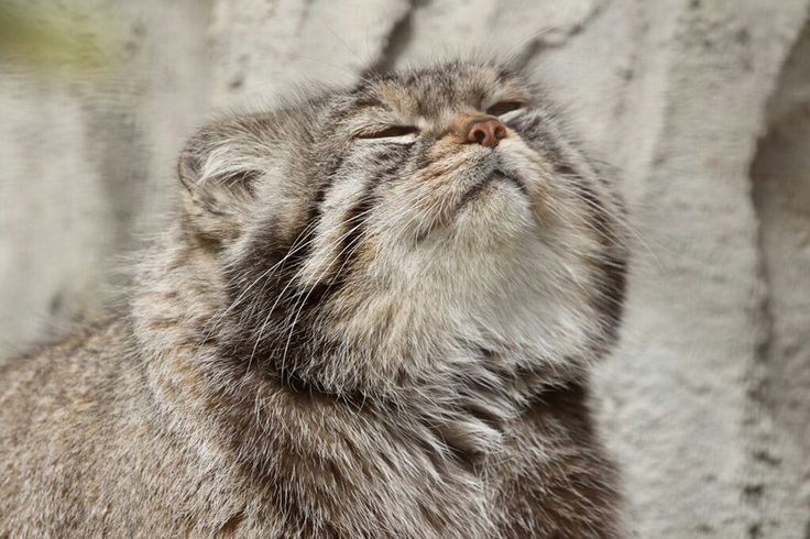 a cat that is looking up at the sky with its eyes closed and it's head in the air