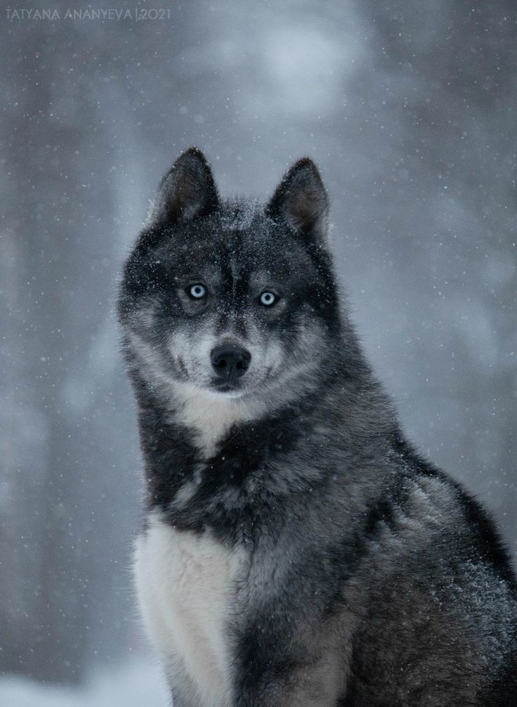 a husky dog sitting in the snow looking at the camera with an intense look on his face