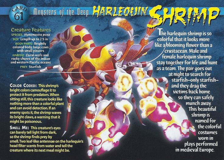 the back cover of an old computer game called parloin shrimp, with information about it