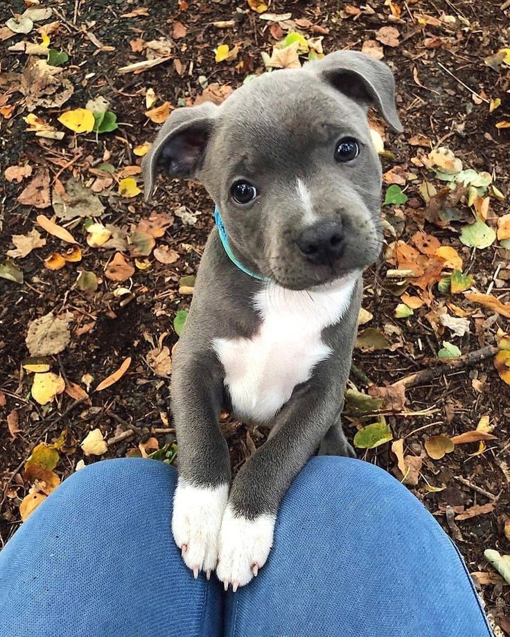 a gray and white dog sitting on top of a person's leg