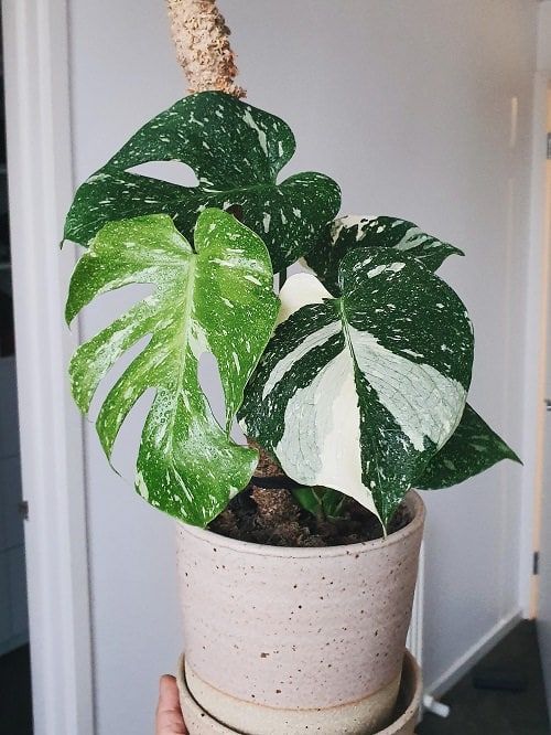 a hand holding a potted plant with white and green leaves