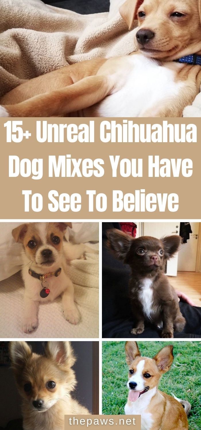 there are pictures of dogs that have been placed in this collage with the words, 15 unreall chihuahua dog mixes you have to see to believe