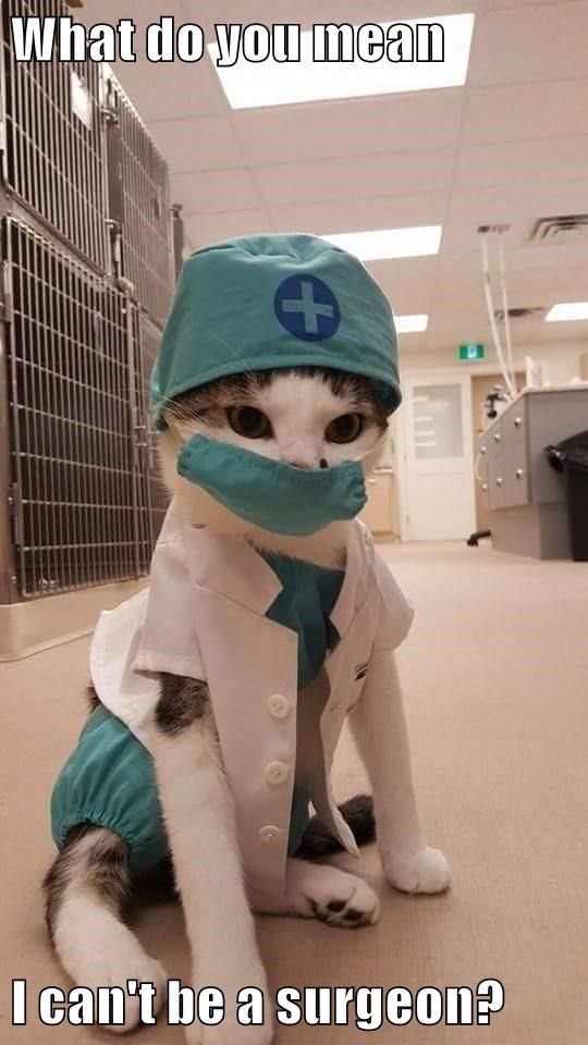 a cat wearing a coat and hat sitting on the floor in an office building with a bandage around its mouth