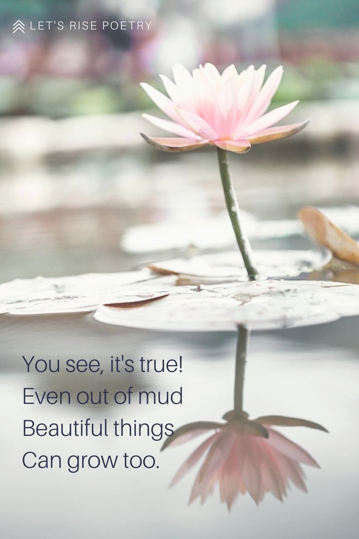 a pink flower sitting on top of a waterlily covered pond with the words you see, it's true even out of mud beautiful things can grow too