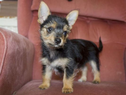 a small black and brown dog standing on top of a red chair