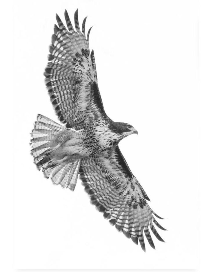 a black and white photo of a hawk in flight