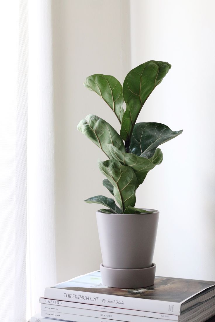 a potted plant sitting on top of a stack of books