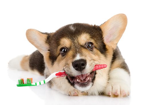 a corgi puppy chewing on a toothbrush with teethpaste in its mouth